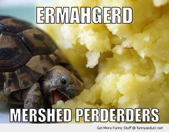 Funny ermahgerd turtle mash pics